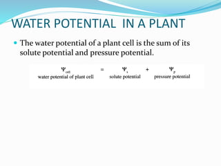 WATER POTENTIAL IN A PLANT
 The water potential of a plant cell is the sum of its
solute potential and pressure potential.
 