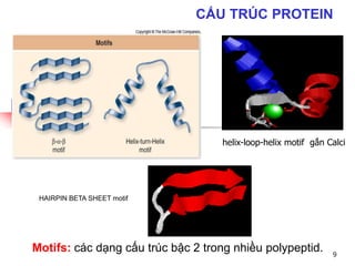 CẤU TRÚC PROTEIN
Motifs: các dạng cấu trúc bậc 2 trong nhiều polypeptid.
HAIRPIN BETA SHEET motif
helix-loop-helix motif gắn Calci
9
 