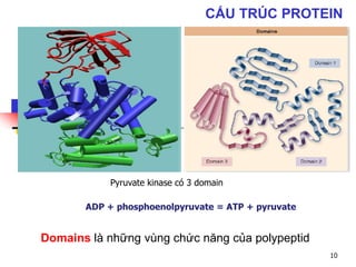 CẤU TRÚC PROTEIN
Domains là những vùng chức năng của polypeptid
Pyruvate kinase có 3 domain
ADP + phosphoenolpyruvate = ATP + pyruvate
10
 