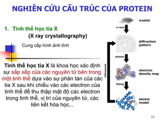 NGHIÊN CỨU CẤU TRÚC CỦA PROTEIN
Cung cấp hình ảnh tĩnh
Tinh thể học tia X là khoa học xác định
sự sắp xếp của các nguyên tử bên trong
một tinh thể dựa vào sự phân tán của các
tia X sau khi chiếu vào các electron của
tinh thể để thu thập mật độ các electron
trong tinh thể, vị trí của nguyên tử, các
liên kết hóa học...
1. Tinh thể học tia X
(X ray crystallography)
11
 