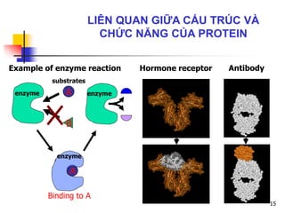 enzyme A
B
A
Binding to A
enzyme
Hormone receptor AntibodyExample of enzyme reaction
enzyme
substrates
15
LIÊN QUAN GIỮA CẤU TRÚC VÀ
CHỨC NĂNG CỦA PROTEIN
 