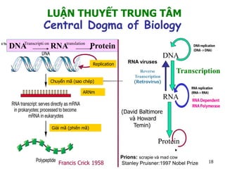 LUẬN THUYẾT TRUNG TÂM
Central Dogma of Biology
Chuyển mã (sao chép)
Giải mã (phiên mã)
ARNm
DNA RNA ProteinTranscripti on translation
Replication
Francis Crick 1958
Reverse
Transcription
(Retrovirus)
Transcription
DNA
RNA
Protein
(David Baltimore
và Howard
Temin)
RNA viruses
Prions: scrapie và mad cow
Stanley Pruisner:1997 Nobel Prize 18
 