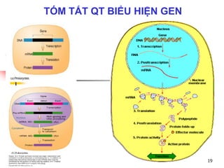 TÓM TẮT QT BIỂU HIỆN GEN
19
 