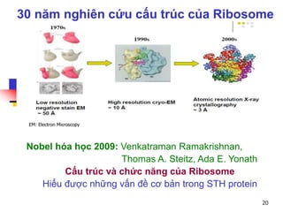 30 năm nghiên cứu cấu trúc của Ribosome
Nobel hóa học 2009: Venkatraman Ramakrishnan,
Thomas A. Steitz, Ada E. Yonath
Cấu trúc và chức năng của Ribosome
Hiểu được những vấn đề cơ bản trong STH protein
EM: Electron Microscopy
20
 