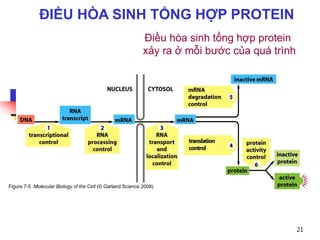 ĐIỀU HÒA SINH TỔNG HỢP PROTEIN
Điều hòa sinh tổng hợp protein
xảy ra ở mỗi bước của quá trình
Figure 7-5 Molecular Biology of the Cell (© Garland Science 2008)
21
 