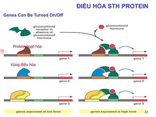ĐIỀU HÒA STH PROTEIN
Genes Can Be Turned On/Off
Protein hoạt hóa
Vùng điều hòa
22
 