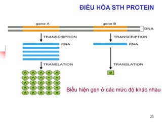 Biểu hiện gen ở các mức độ khác nhau
ĐIỀU HÒA STH PROTEIN
23
 