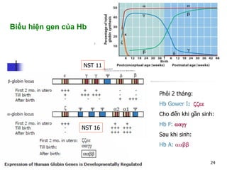 Biểu hiện gen của Hb
Phôi 2 tháng:
Hb Gower I: 
Cho đến khi gần sinh:
Hb F: 
Sau khi sinh:
Hb A: ββ
NST 11
NST 16
24
 