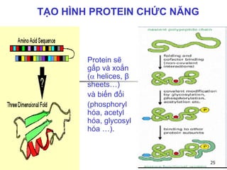 Protein sẽ
gấp và xoắn
( helices, β
sheets…)
và biến đổi
(phosphoryl
hóa, acetyl
hóa, glycosyl
hóa …).
25
TẠO HÌNH PROTEIN CHỨC NĂNG
 