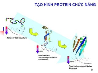 27
TẠO HÌNH PROTEIN CHỨC NĂNG
 