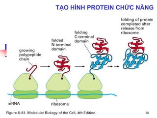28
TẠO HÌNH PROTEIN CHỨC NĂNG
 