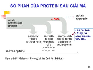 SỐ PHẬN CỦA PROTEIN SAU GIẢI MÃ
≈ 50%
- AA đột biến
- Nhiệt độ,
nồng độ chất
tan, pH…
29
 