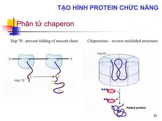Hsp 70 - prevent folding of nascent chain Chaperonins – reverse misfolded structures
Phân tử chaperon
32
TẠO HÌNH PROTEIN CHỨC NĂNG
 