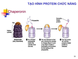 Chaperonin
33
TẠO HÌNH PROTEIN CHỨC NĂNG
 