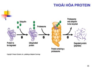 THOÁI HÓA PROTEIN
35
 
