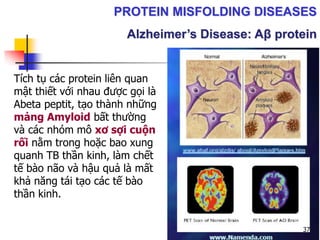 Tích tụ các protein liên quan
mật thiết với nhau được gọi là
Abeta peptit, tạo thành những
mảng Amyloid bất thường
và các nhóm mô xơ sợi cuộn
rối nằm trong hoặc bao xung
quanh TB thần kinh, làm chết
tế bào não và hậu quả là mất
khả năng tái tạo các tế bào
thần kinh.
PROTEIN MISFOLDING DISEASES
Alzheimer’s Disease: Aβ protein
37
 