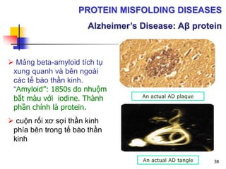 An actual AD tangle
An actual AD plaque
 Mảng beta-amyloid tích tụ
xung quanh và bên ngoài
các tế bào thần kinh.
“Amyloid”: 1850s do nhuộm
bắt màu với iodine. Thành
phần chính là protein.
 cuộn rối xơ sợi thần kinh
phía bên trong tế bào thần
kinh
PROTEIN MISFOLDING DISEASES
Alzheimer’s Disease: Aβ protein
38
 