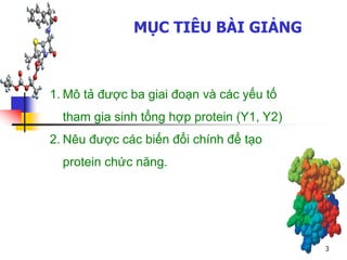 MỤC TIÊU BÀI GIẢNG
1. Mô tả được ba giai đoạn và các yếu tố
tham gia sinh tổng hợp protein (Y1, Y2)
2. Nêu được các biến đổi chính để tạo
protein chức năng.
3
 
