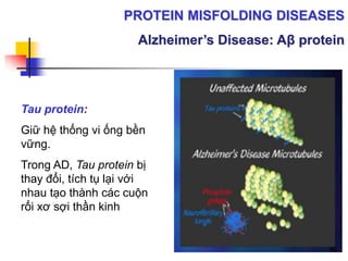 Tau protein:
Giữ hệ thống vi ống bền
vững.
Trong AD, Tau protein bị
thay đổi, tích tụ lại với
nhau tạo thành các cuộn
rối xơ sợi thần kinh
PROTEIN MISFOLDING DISEASES
Alzheimer’s Disease: Aβ protein
40
 