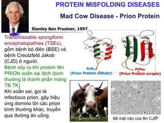 Transmissable spongiform
encephalopathies (TSEs),
gồm bệnh bò điên (BSE) và
bệnh Creutzfeld Jakob
(CJD) ở người.
Bệnh xảy ra khi protein tên
PRION xoắn sai lệch (binh
thường là thành phần màng
TB TK)
Khi xoắn sai, goi là
infectious prion, gây hiệu
ứng domino tới các prion
bình thường khác, truyền
qua đường ăn uống.
Stanley Ben Prusiner, 1997
PrPc
(Prion Protein cellular)
PrPsc
(Prion Protein scrapie)
Bề mặt não của Bn CJD
PROTEIN MISFOLDING DISEASES
Mad Cow Disease - Prion Protein
41
 