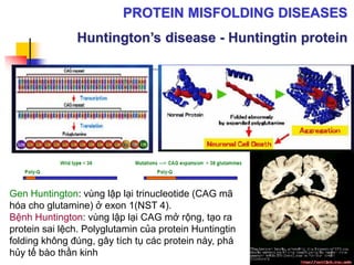 Gen Huntington: vùng lập lại trinucleotide (CAG mã
hóa cho glutamine) ở exon 1(NST 4).
Bệnh Huntington: vùng lập lại CAG mở rộng, tạo ra
protein sai lệch. Polyglutamin của protein Huntingtin
folding không đúng, gây tích tụ các protein này, phá
hủy tế bào thần kinh
PROTEIN MISFOLDING DISEASES
Huntington’s disease - Huntingtin protein
43
 