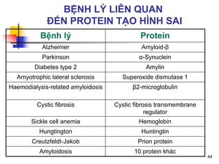 Bệnh lý Protein
Alzheimer Amyloid-β
Parkinson α-Synuclein
Diabetes type 2 Amylin
Amyotrophic lateral sclerosis Superoxide dismutase 1
Haemodialysis-related amyloidosis β2-microglobulin
Cystic fibrosis Cystic fibrosis transmembrane
regulator
Sickle cell anemia Hemoglobin
Hungtington Huntingtin
Creutzfeldt-Jakob Prion protein
Amyloidosis 10 protein khác
BỆNH LÝ LIÊN QUAN
ĐẾN PROTEIN TẠO HÌNH SAI
44
 