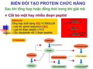 Sau khi tổng hợp hoặc đồng thời trong khi giải mã
 Cắt bỏ một hay nhiều đoạn peptid
H2N-
H2N-
H2N-
H2N-
disulfide
bonds
INSULIN
Tổng hợp dưới dạng PREPROINSULIN
- Loại bỏ signal sequence (PRE)
- Loại bỏ đoạn peptid (PRO)
- Cầu disulphide nối 2 đoạn peptide
ZYMOGEN
45
BIẾN ĐỔI TẠO PROTEIN CHỨC NĂNG
 