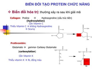  Biến đổi hóa trị: thường xảy ra sau khi giải mã
Collagen: Proline  Hydroxyproline (cấu trúc bền)
(hydroxylation)
Cần Vitamin C
Thiếu Vitamin C  không Hydroxyproline
 Scurvy
H2N CH C
CH2
OH
O
CH2
C
O-
O
H2N CH C
CH2
OH
O
CH
C
O-
OCO
O-
N
C R
O
R
HN
C OH
O
OH
H
OH
Prothrombin:
Glutamate  gamma- Carboxy Glutamate
(carboxylation)
Cần Vitamin K
Thiếu vitamin K  RL đông máu
46
BIẾN ĐỔI TẠO PROTEIN CHỨC NĂNG
 