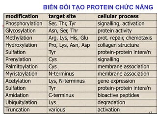 protein activityAsn, Ser, ThrGlycosylation
various
Lys
C-terminus
Tyr
Lys, N-terminus
N-terminus
Cys
Cys
Tyr
Pro, Lys, Asn, Asp
Arg, Lys, His, Glu
Ser, Thr, Tyr
target site
activation
degradation
bioactive peptides
protein-protein intera’n
gene expression
membrane association
membrane association
signalling
protein-protein intera’n
collagen structure
prot. repair, chemotaxis
signalling, activation
cellular process
Ubiquitylation
Truncation
Amidation
Sulfation
Acetylation
Myristoylation
Palmitoylation
Prenylation
Sulfation
Hydroxylation
Methylation
Phosphorylation
modification
47
BIẾN ĐỔI TẠO PROTEIN CHỨC NĂNG
 