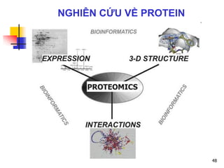 48
NGHIÊN CỨU VỀ PROTEIN
 