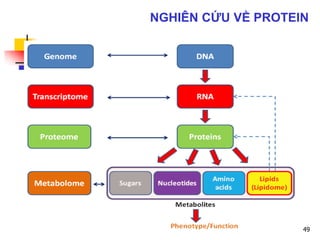 49
NGHIÊN CỨU VỀ PROTEIN
 