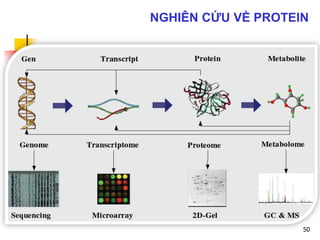 50
NGHIÊN CỨU VỀ PROTEIN
 