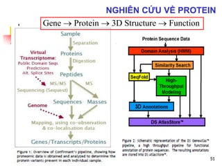 Gene  Protein  3D Structure  Function
51
NGHIÊN CỨU VỀ PROTEIN
 