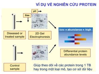52
Giúp theo dõi về các protein trong 1 TB
hay trong một loại mô, tạo cơ sở dữ liệu
VÍ DỤ VỀ NGHIÊN CỨU PROTEIN
 