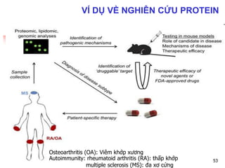 Autoimmunity: rheumatoid arthritis (RA): thấp khớp
multiple sclerosis (MS): đa xơ cứng
Osteoarthritis (OA): Viêm khớp xương
53
VÍ DỤ VỀ NGHIÊN CỨU PROTEIN
 