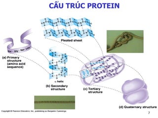 CẤU TRÚC PROTEIN
7
 