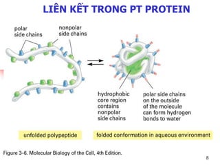 LIÊN KẾT TRONG PT PROTEIN
8
 