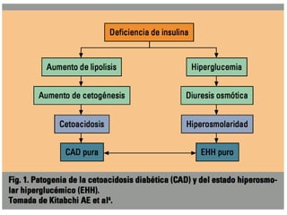 FISIOPATOLOGIA
Information updated from Kitabchi, AE, Umpierrez, GE, Miles, JM, Fisher, JN.
Hyperglycemic crises in adult patients with diabetes. Diabetes Care 2009; 32:1335
 
