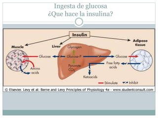 Ingesta de glucosa
¿Que hace la insulina?
 