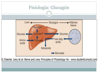 Fisiología: Glucagón
 