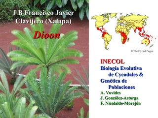 INECOLINECOL
BiologBiología Evolutivaía Evolutiva
de Cycadales &de Cycadales &
Genética deGenética de
PoblacionesPoblaciones
A. VovidesA. Vovides
J. González-AstorgaJ. González-Astorga
F. Nicolalde-MorejónF. Nicolalde-Morejón
© The Cycad Pages
J B Francisco JavierJ B Francisco Javier
Clavijero (Xalapa)Clavijero (Xalapa)
DioonDioon
 