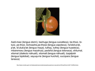Aadi-maxi (lengua otomí), bachuga (lengua cuicatleca), be-thoxi, bi-
tuixi, pe-thoxi, bichoaxhe,pe-thoxe (lengua zapoteca), ha'sikil-p'ak,
p'ak, ts'ulub'p'ak (lengua maya), tuthay, tuthey (lengua huasteca),
mbaremoxu (lengua mazahua), paclshá (lengua totonaca), shitumal,
xitomat (dialecto náhuatl), xitomatl (lengua náhuatl), tzajalpish
(lengua tojolobal), xayuqui-te (lengua huichol), xucúpara (lengua
tarasca)
http://www.conabio.gob.mx/malezasdemexico/solanaceae/lycopersicon-esculentum/fichas/ficha.htm#1.%20Nombres
 