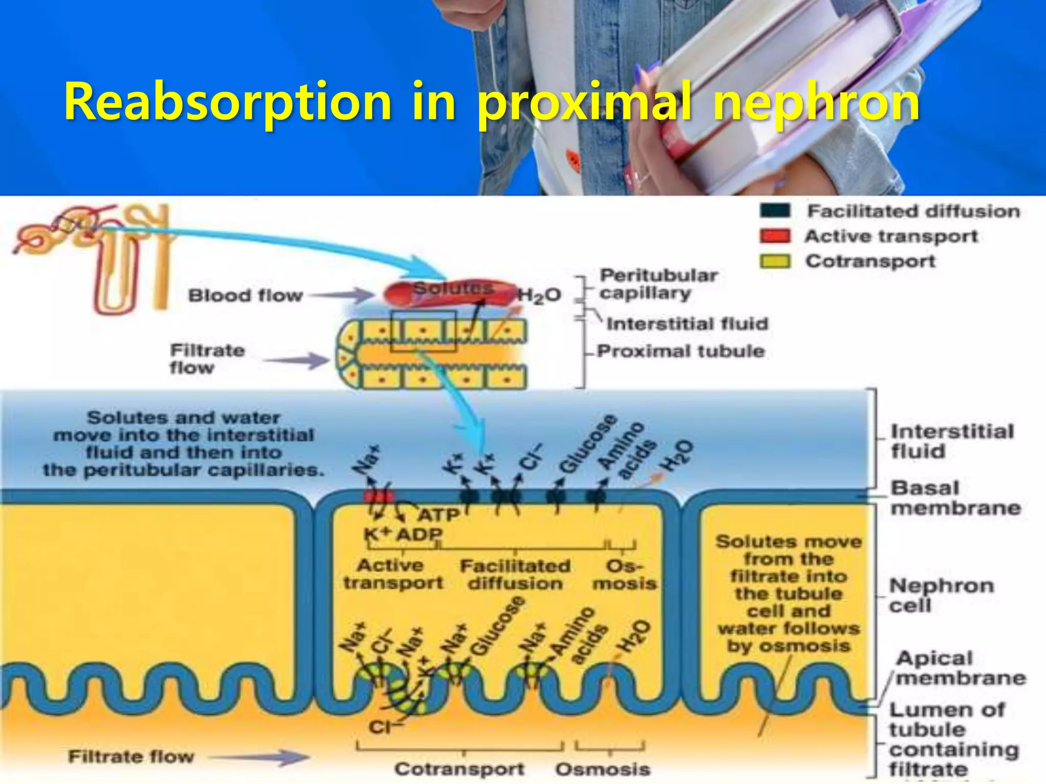 Reabsorption in proximal nephron
 