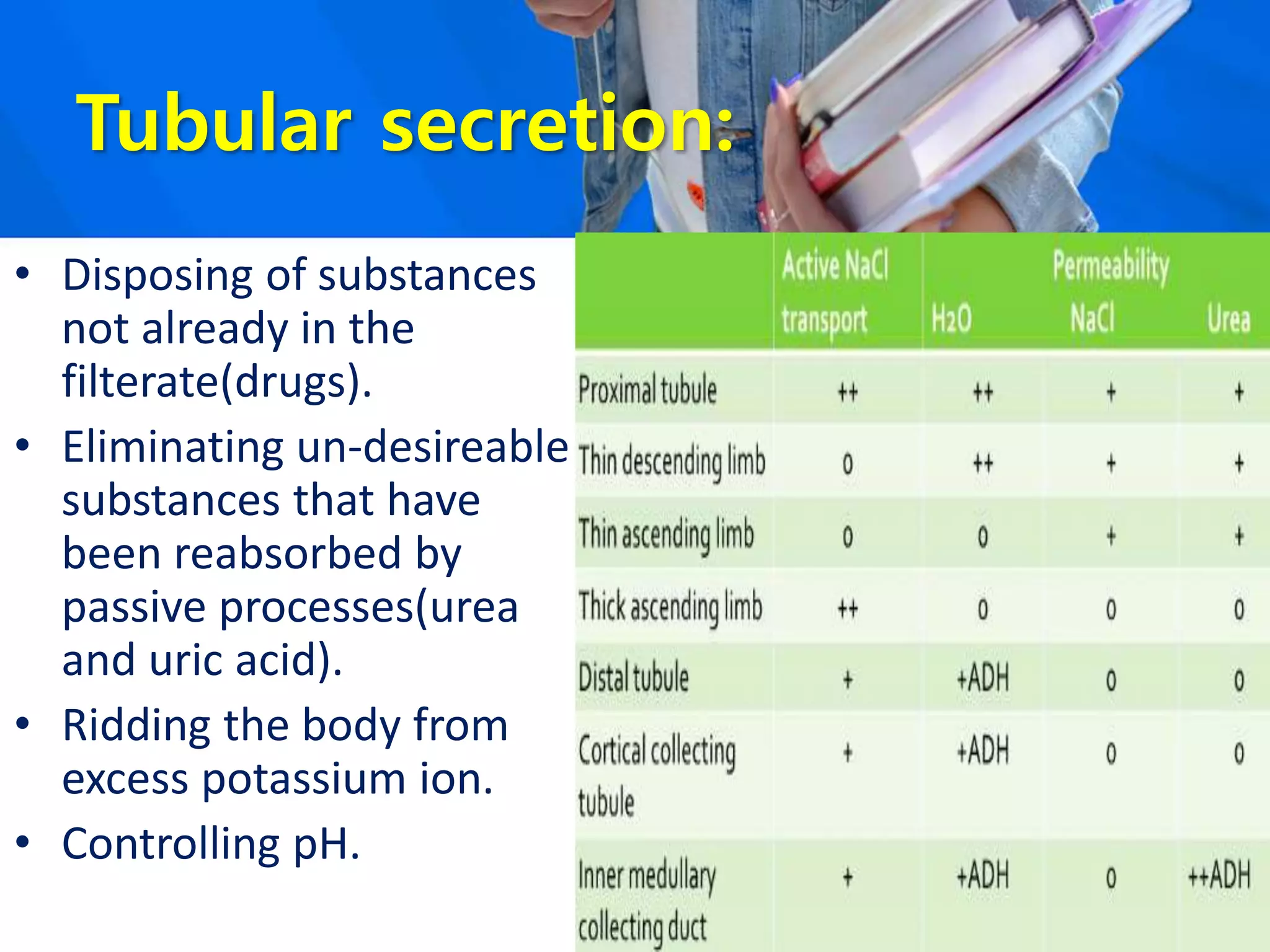 Tubular secretion:
• Disposing of substances
not already in the
filterate(drugs).
• Eliminating un-desireable
substances that have
been reabsorbed by
passive processes(urea
and uric acid).
• Ridding the body from
excess potassium ion.
• Controlling pH.
 