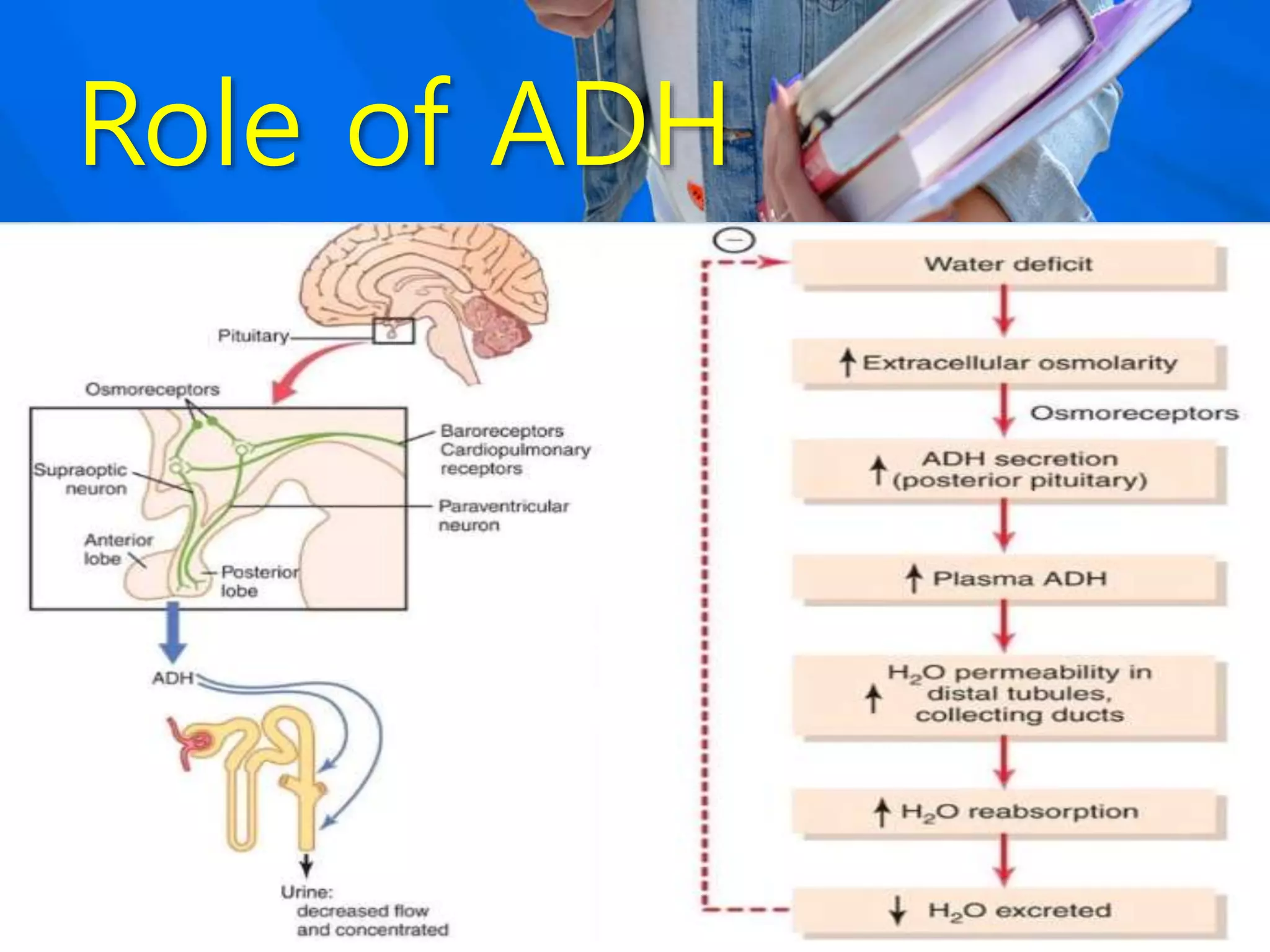 Role of ADH
 