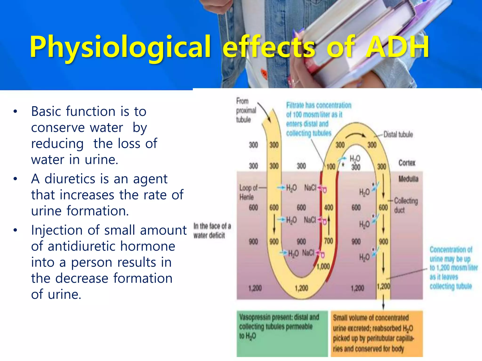 Physiological effects of ADH
• Basic function is to
conserve water by
reducing the loss of
water in urine.
• A diuretics is an agent
that increases the rate of
urine formation.
• Injection of small amount
of antidiuretic hormone
into a person results in
the decrease formation
of urine.
 