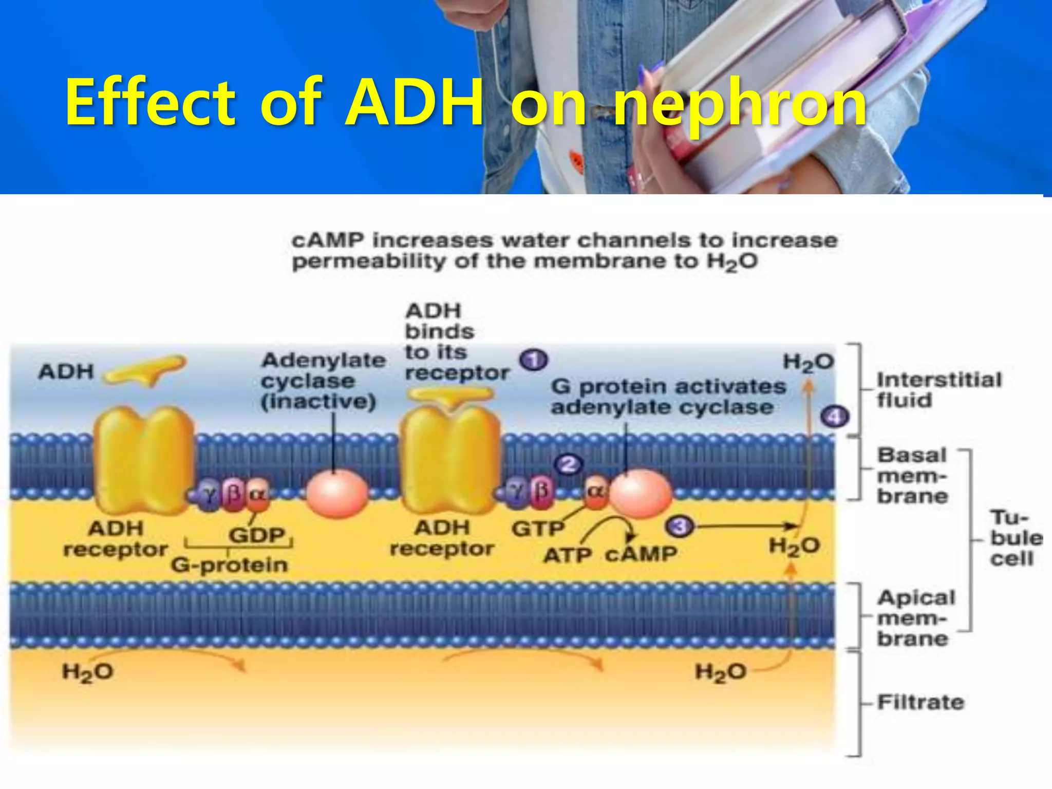 Effect of ADH on nephron
 