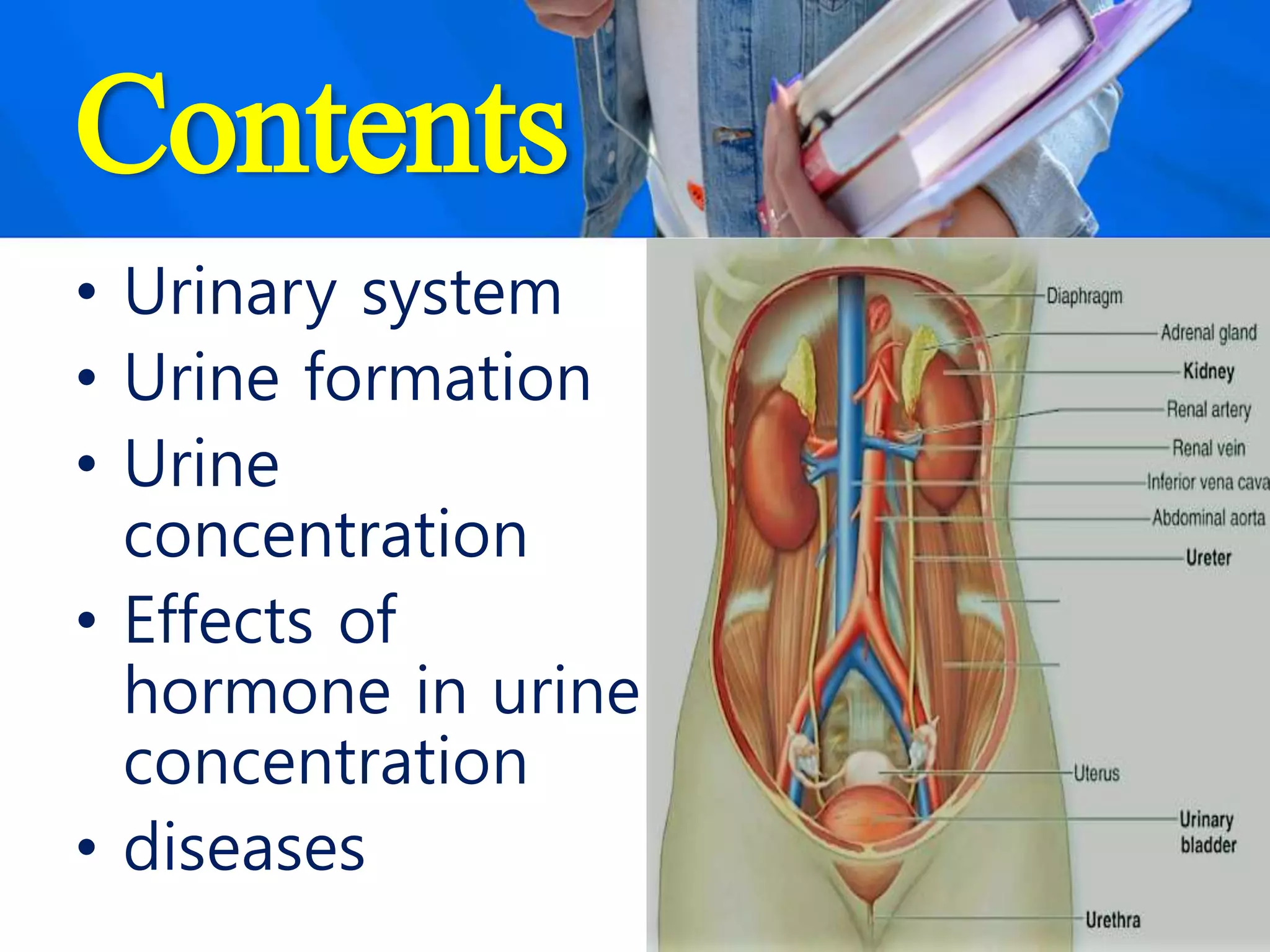 Contents
• Urinary system
• Urine formation
• Urine
concentration
• Effects of
hormone in urine
concentration
• diseases
 