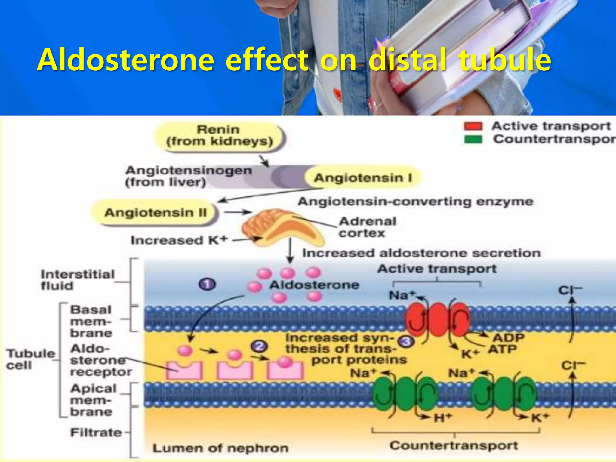 Aldosterone effect on distal tubule
 