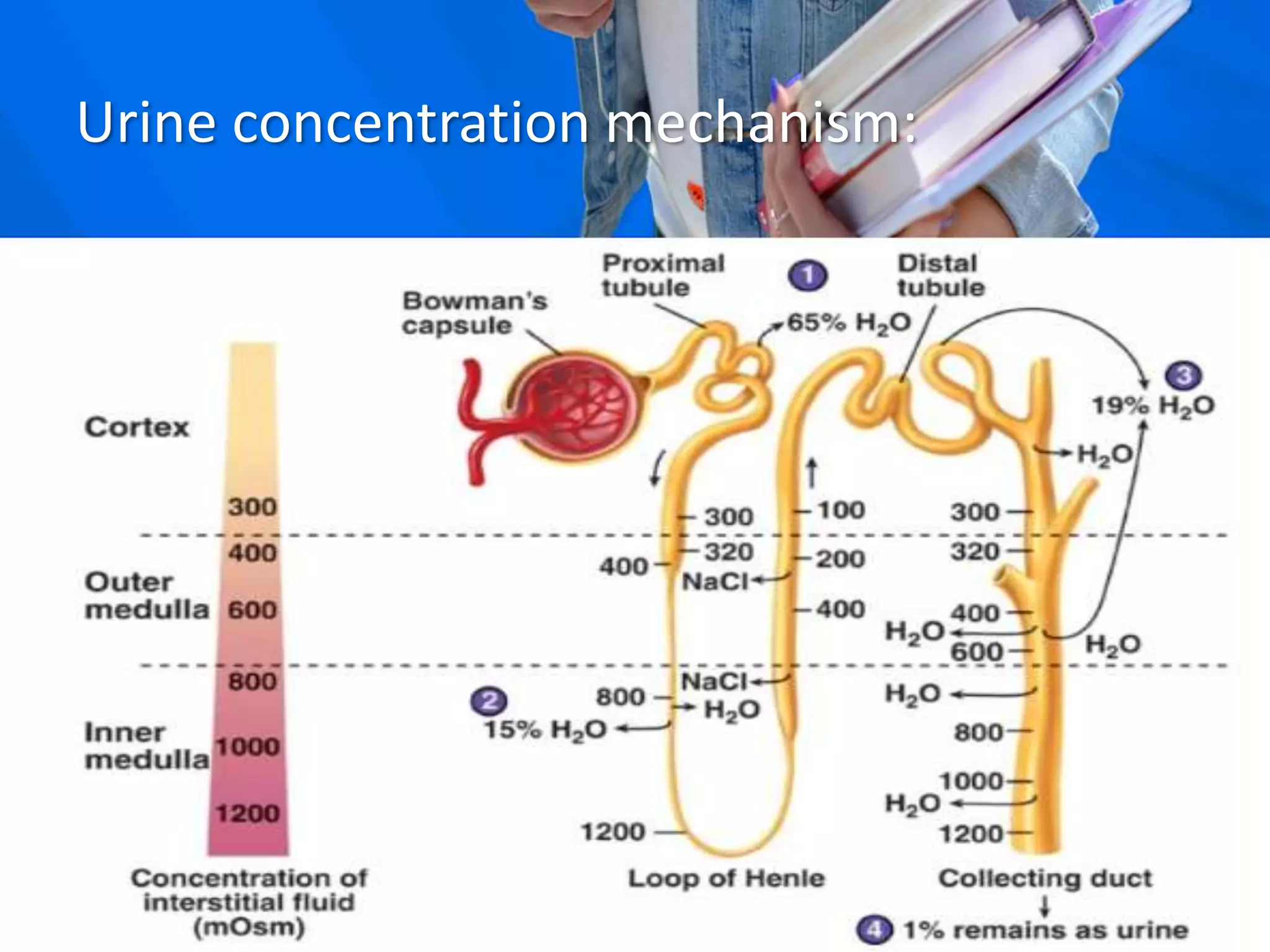 Urine concentration mechanism:
 